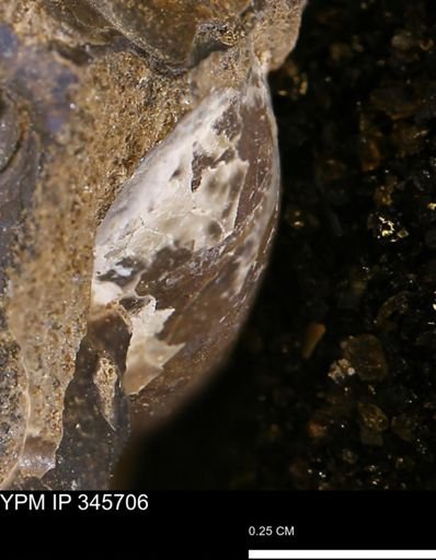 undet. Mollusca