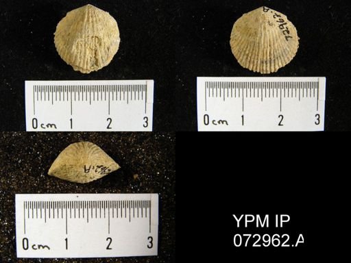 Atrypa tennesseensis