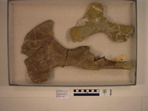 Palaeosyops paludosus