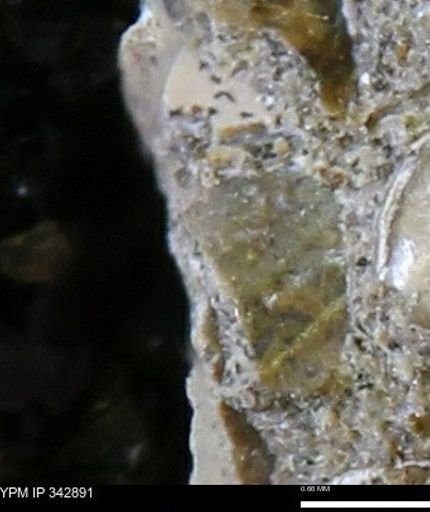 undet. Scaphitidae