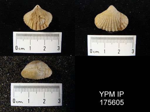Wellerella sp.
