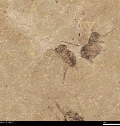 undet. Insecta