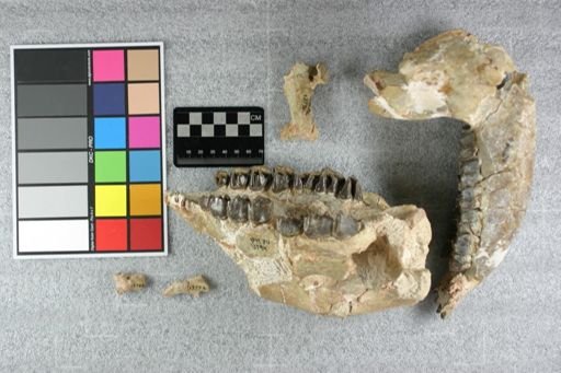 Hyracodon sp.