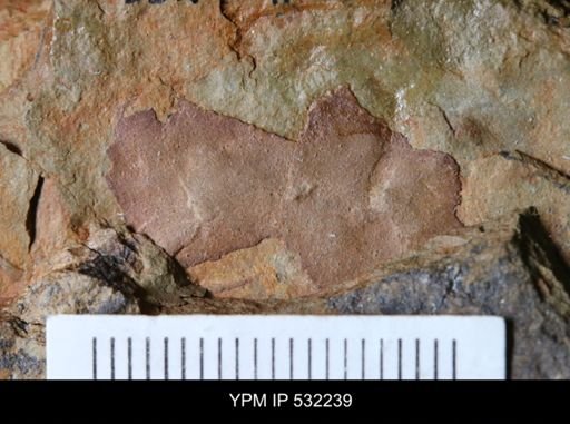 undet. Arthropoda