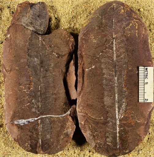 Pecopteris unitus