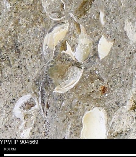 undet. Bivalvia