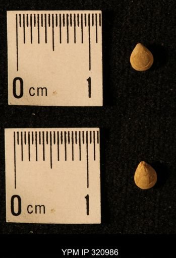 Dielasma elongatum