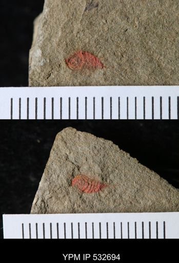 undet. Synziphosurina