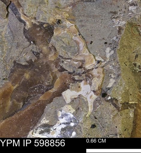 Hoploscaphites sp.