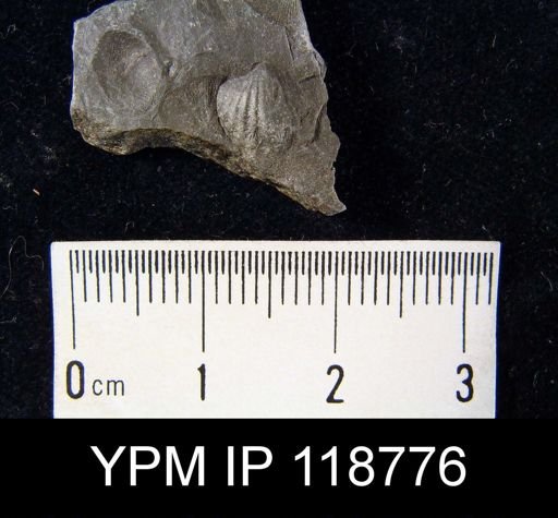 Anoplotheca hemispherica