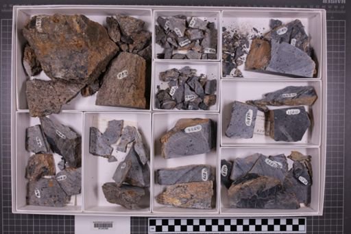 mixed taxa, stratigraphic collection