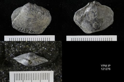 Athyris sp.