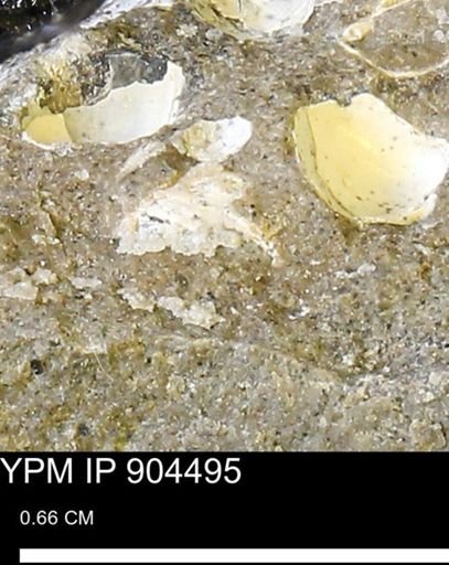 undet. Mollusca