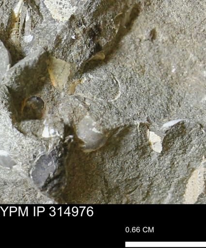 undet. Mollusca