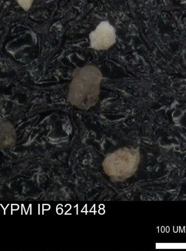 undet. Foraminiferida