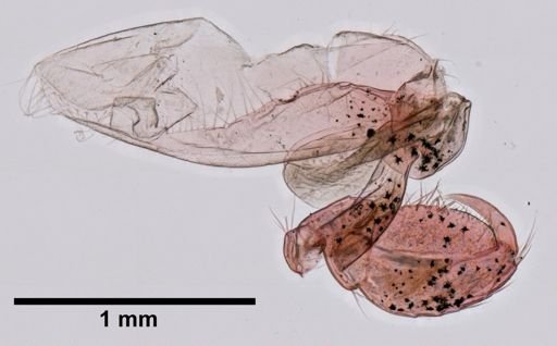 Podocerus chelonophilus