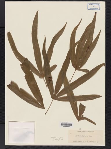 Lygodium digitatum