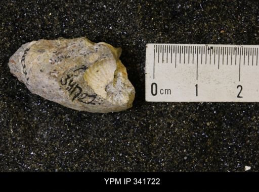 Scaphites sp.