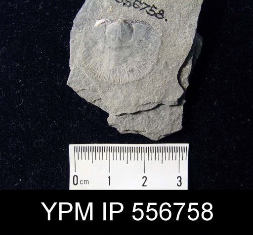 Valcourea sp.