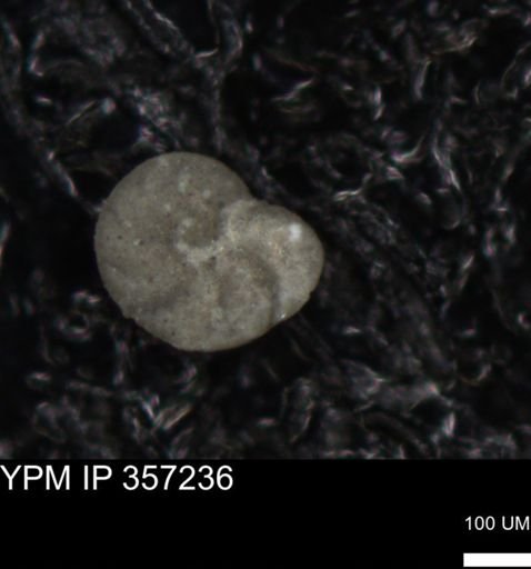undet. Foraminiferida
