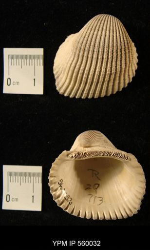 Anadara lineolata