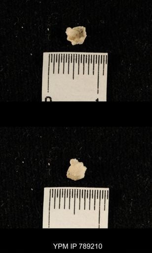 undet. Brachiopoda