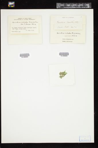 Spirulina subsalsa
