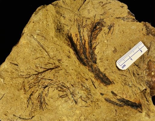 Calamophyton primaevum