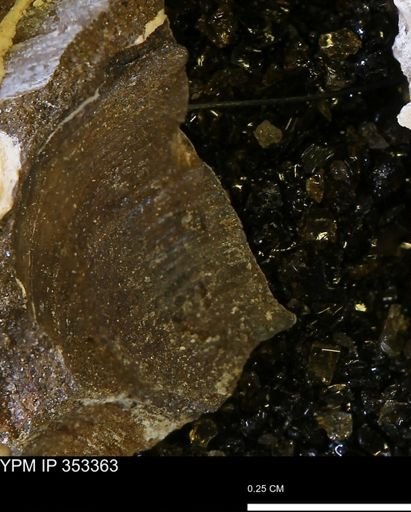 Limopsis striatopunctatus