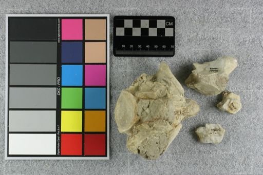 Subhyracodon sp.
