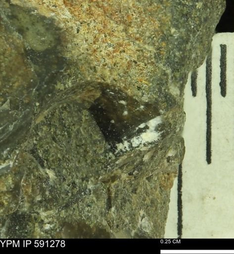 Tenuipteria fibrosa