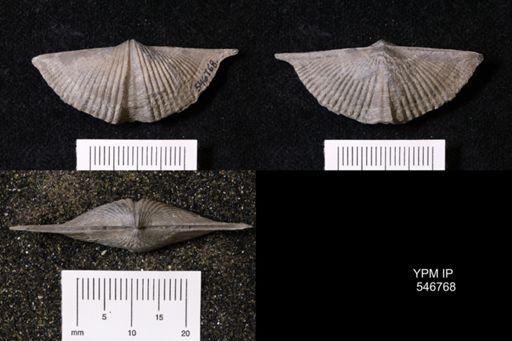 Mucrospirifer sp.