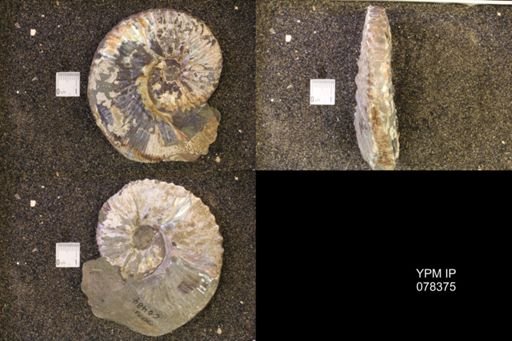 Jeletzkytes nebrascensis