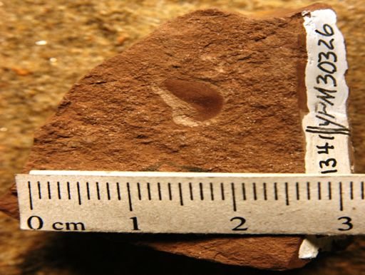Antholithes sp.