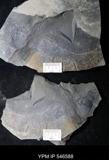 undet. Eurypterida