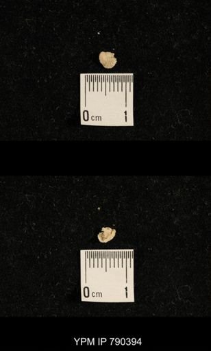 taxon undetermined