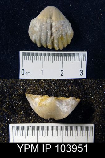 Gypidula galatea