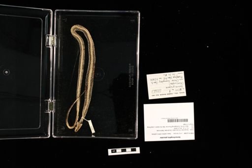 Xenochrophis piscator
