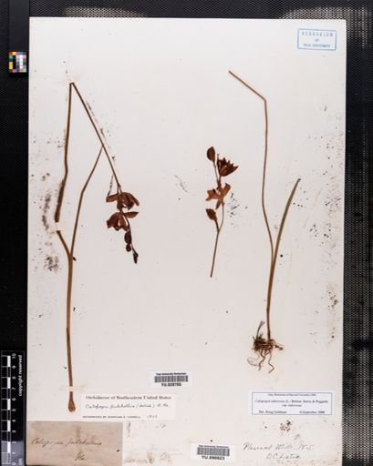 Plantae