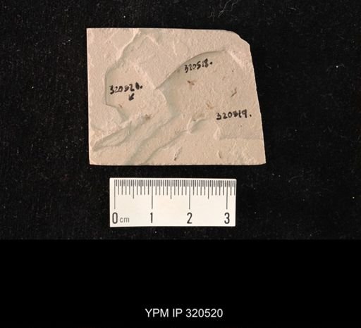 undet. Diptera