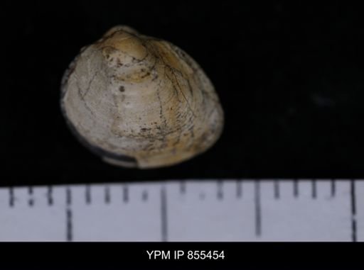 Limopsis striatopunctatus