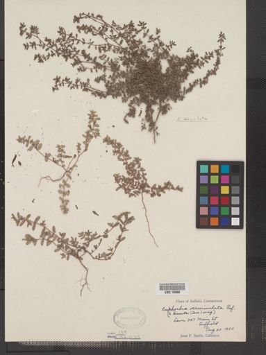 Euphorbia vermiculata