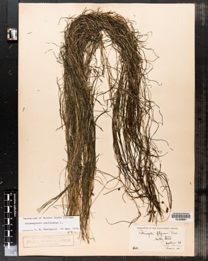 Potamogeton pectinatus