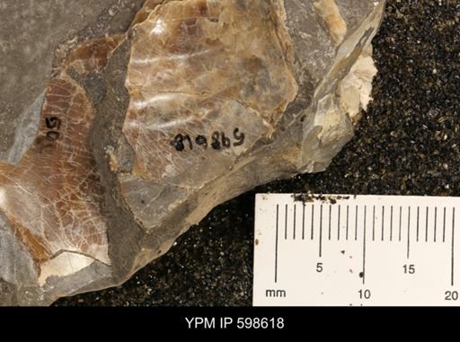 Inoceramus sp.
