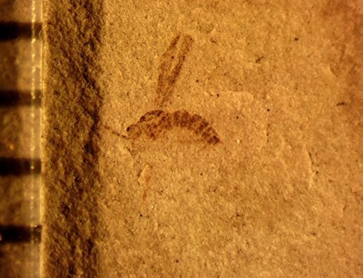 undet. Diptera