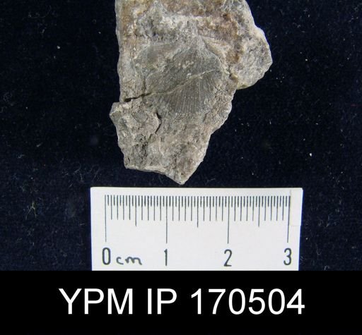 undet. Brachiopoda