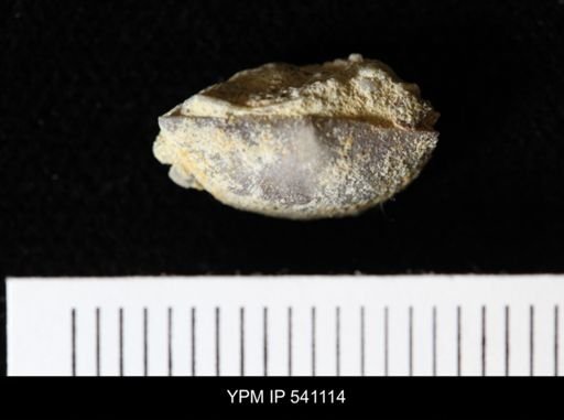 Thaerodonta?