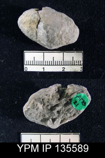 Athyris semiconcava