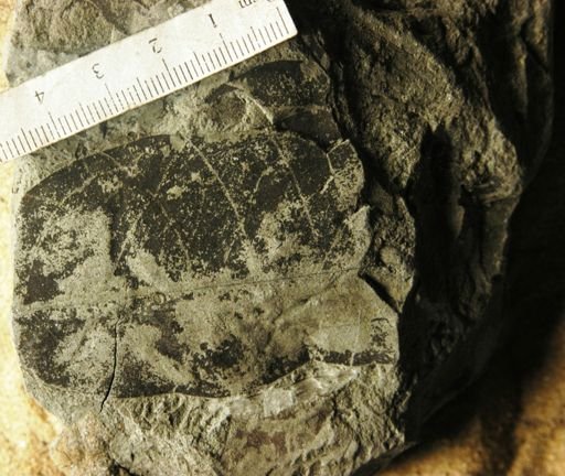 Chrysophyllum pseudargenteum oblongum