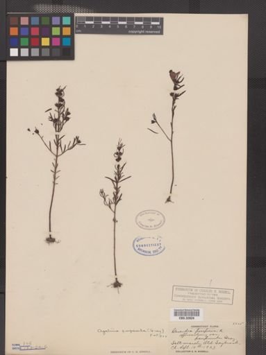 Agalinis paupercula